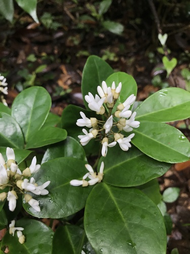 Euchresta japonica iNat (1)