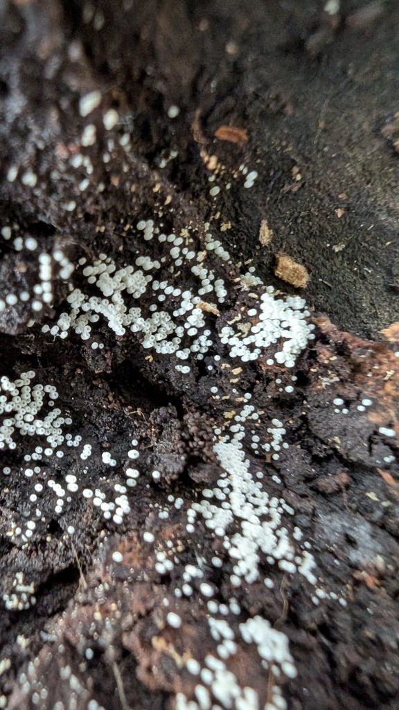 Henningsomyces candidus · October 2024 · photo: © atsushi_nakajima_cirque (iNaturalist, cc-by)