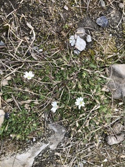 Cerastium nigrescens
