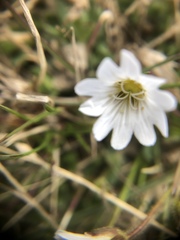 Cerastium nigrescens