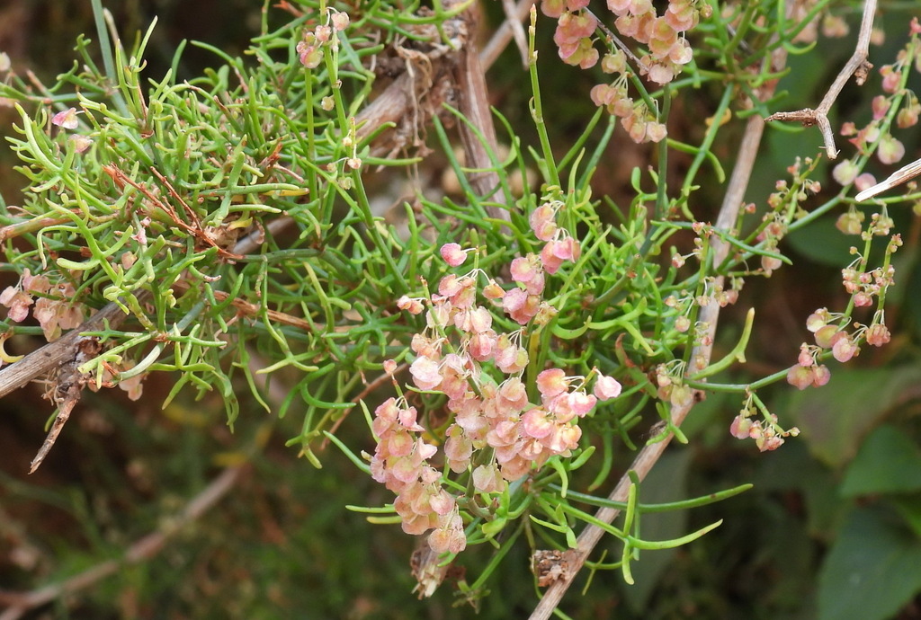 Arrowleaf Dock