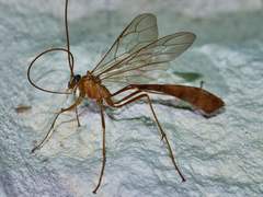 Enicospilus americanus-complex