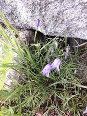Campanula excisa