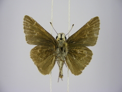 Gegenes pumilio gambica