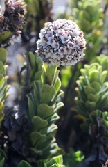 Valeriana alypifolia