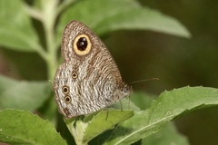 Ypthima horsfieldii humei