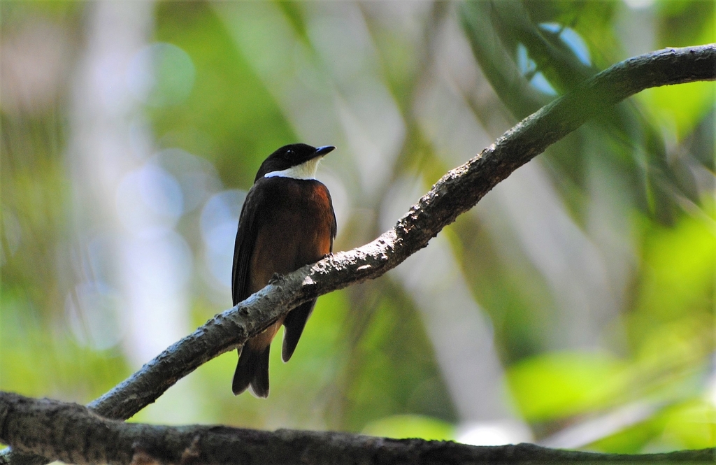 Flame-crowned Manakin photo