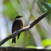 Flame-crowned Manakin - Photo (c) Carlos Sanchez, some rights reserved (CC BY-NC), uploaded by Carlos Sanchez