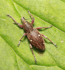 Trichalophus rubripes
