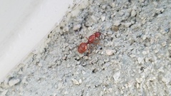 Pheidole fallax