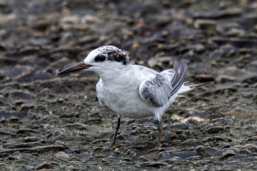 iNaturalist image