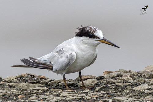 iNaturalist: (c) Uday Agashe, some rights reserved (CC BY-NC), uploaded by Uday Agashe iNaturalist image