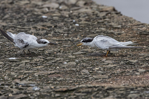 iNaturalist: (c) Uday Agashe, some rights reserved (CC BY-NC), uploaded by Uday Agashe iNaturalist image