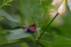 Zygaena osterodensis