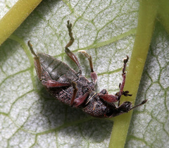 Trichalophus rubripes