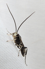 Cratichneumon sublatus