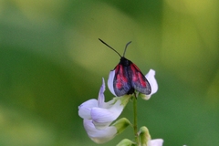 Zygaena osterodensis