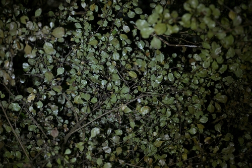Image of Coprosma arborea by (c) Christopher Stephens, some rights reserved (CC BY-SA)