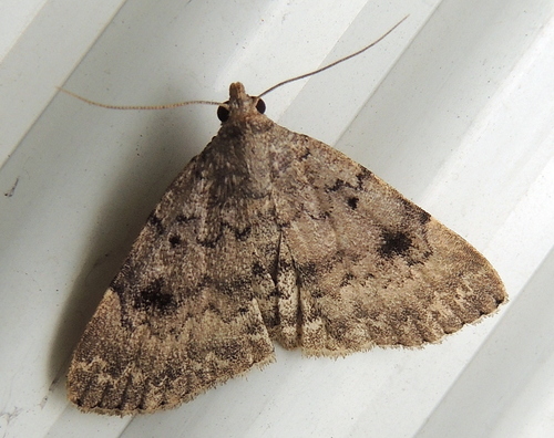 Common Idia Moth, photo 2 of 8