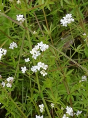 Galium uliginosum