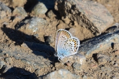 Plebejus argus