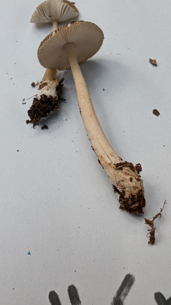 Amanita fulva