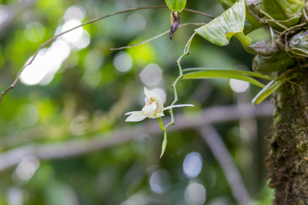 Coelogyne guamensis