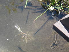 Anoplius depressipes