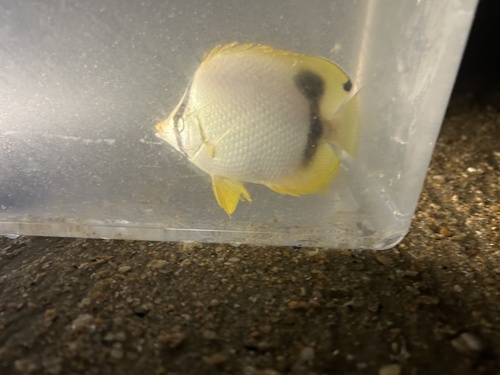 Photo of Spotfin butterflyfish (Chaetodon ocellatus)