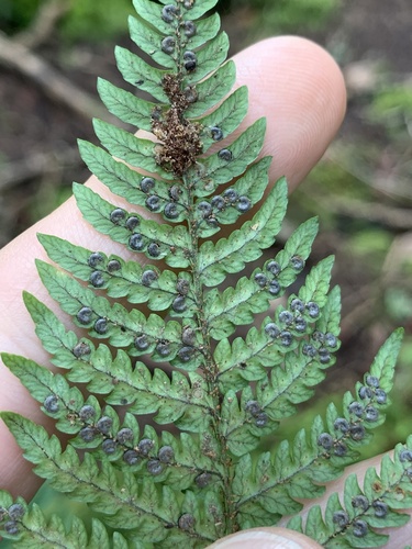Image of Dryopteris bissetiana by (c) Daniel J. Layton, some rights reserved (CC BY)