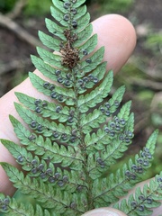 Dryopteris bissetiana, photograph (c) Daniel J. Layton, some rights reserved (CC BY)