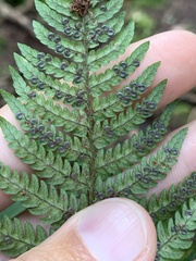 Dryopteris bissetiana, photograph (c) Daniel J. Layton, some rights reserved (CC BY)