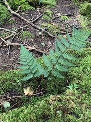 Dryopteris bissetiana, photograph (c) Daniel J. Layton, some rights reserved (CC BY)