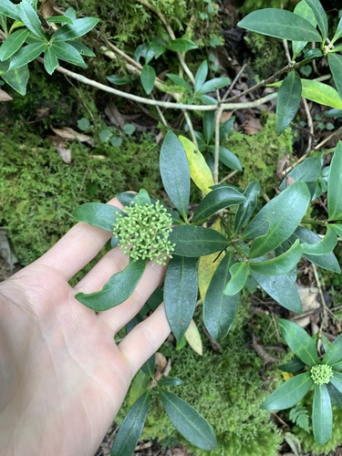 Image of Skimmia japonica by (c) Daniel J. Layton, some rights reserved (CC BY)