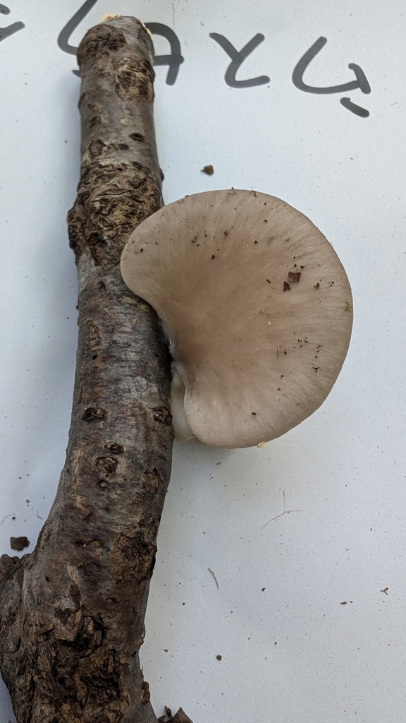 Pleurotus pulmonarius · October 2024 · photo: © atsushi_nakajima_cirque (iNaturalist, cc-by)