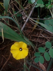 Ipomoea ochracea