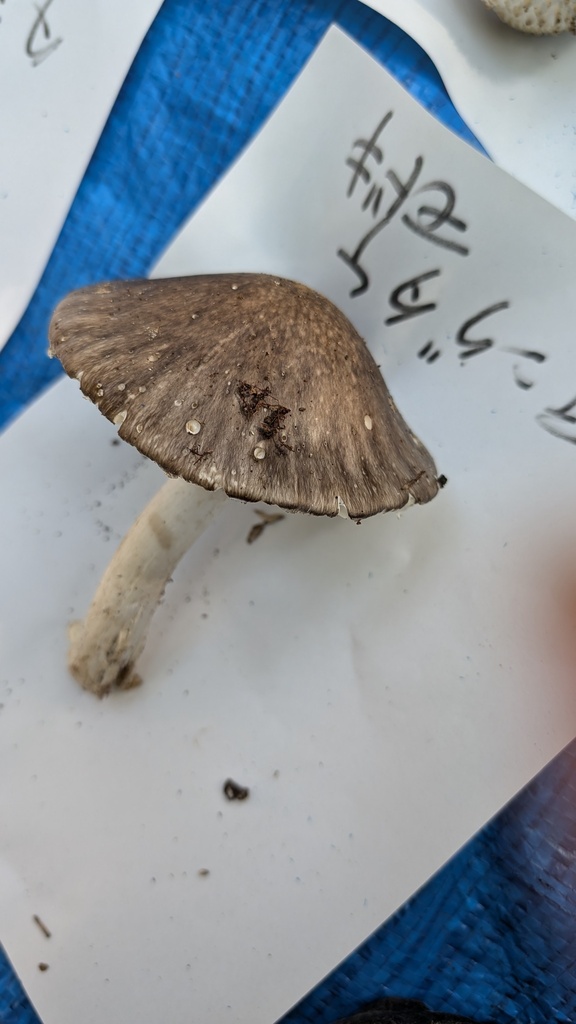 Amanita pseudoporphyria · October 2024 · photo: © atsushi_nakajima_cirque (iNaturalist, cc-by)