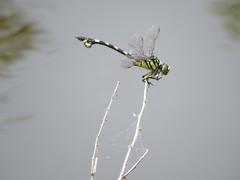 Sinictinogomphus clavatus