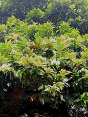 Diospyros malabarica, photograph (c) renjus box, some rights reserved (CC BY)