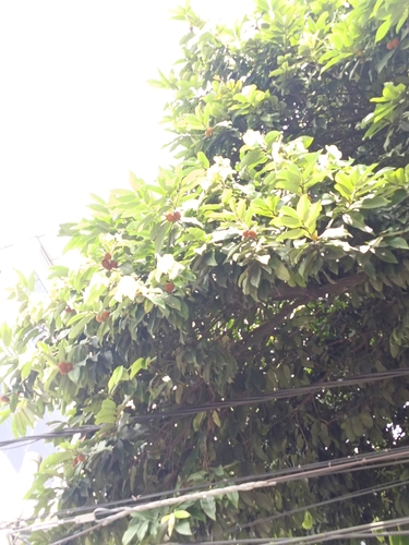Diospyros malabarica, photograph 6