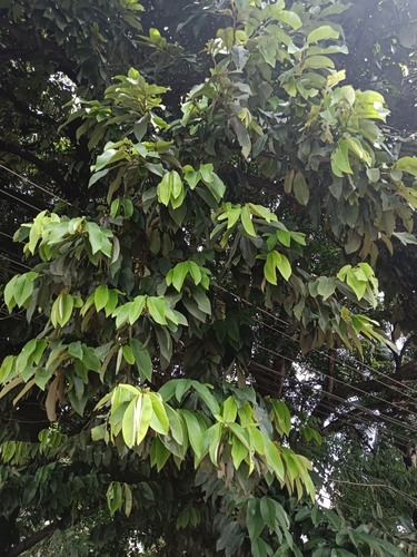 Image of Diospyros malabarica by (c) renjus box, some rights reserved (CC BY)