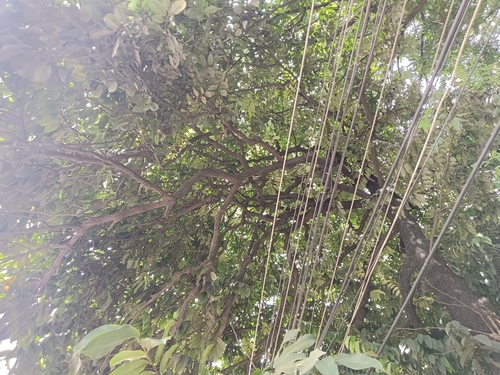 Image of Diospyros malabarica by (c) renjus box, some rights reserved (CC BY)