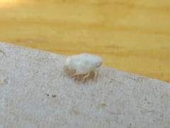 Metcalfa
