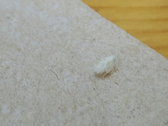 Metcalfa