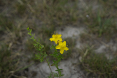 Hypericum maculatum