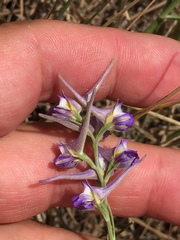 Delphinium halteratum