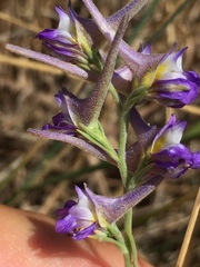 Delphinium halteratum