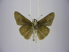 Gegenes pumilio gambica
