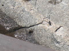 Anoplius depressipes