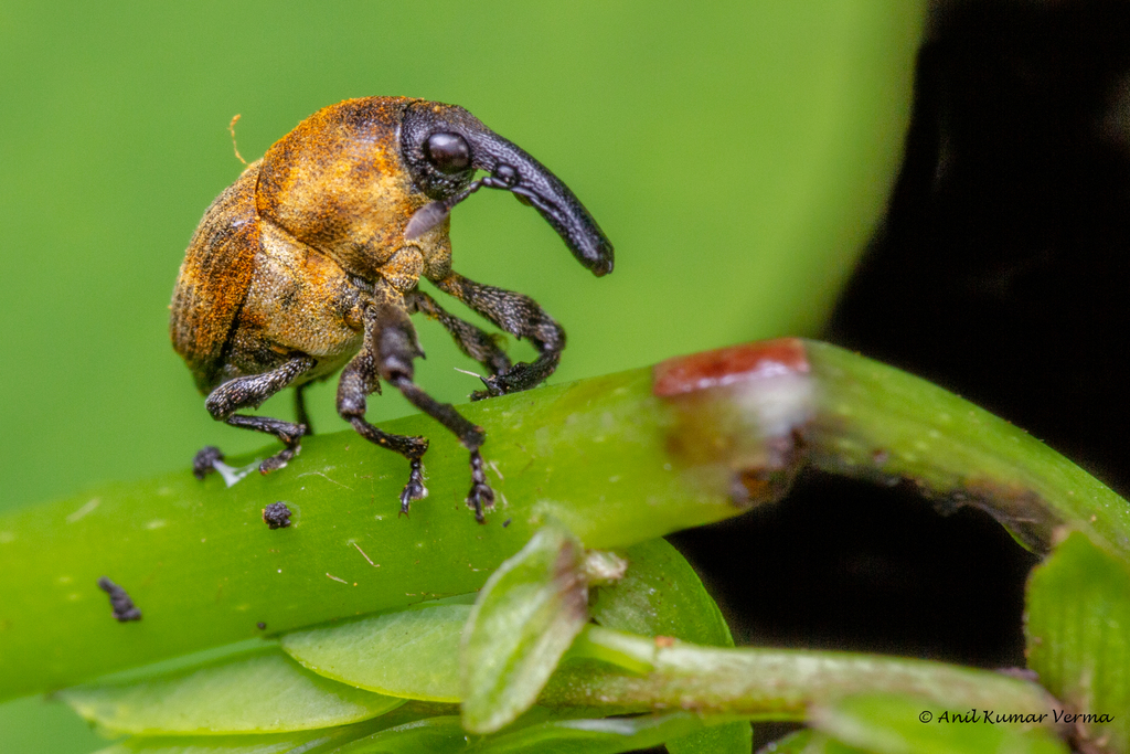 Trigonocolus